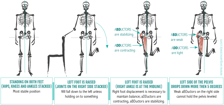 Neglecting Your Hip Abductors and Adductors Can Mess Up Your Walk ...