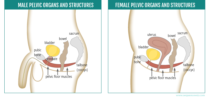 Pelvic floor muscles and organs