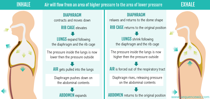 The mechanics of inhalation and the proper way to inhale in yoga - Sequence  Wiz