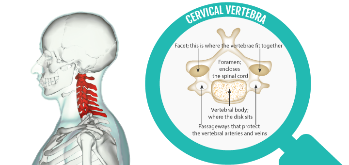 Cervical-vertebrae