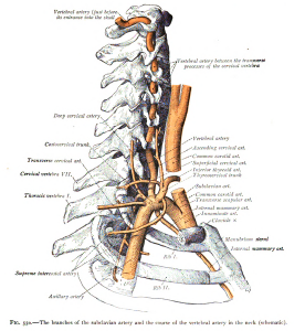 vertebral arteries