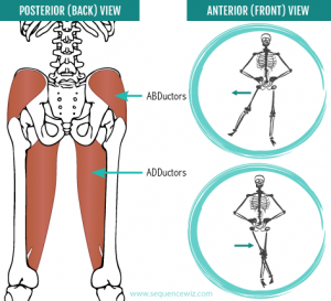 Thigh Abductor Muscles