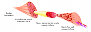 Why the foot pain is connected to the neck pain: your movement patterns ...