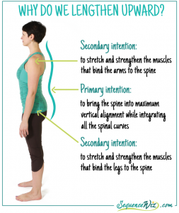 Why do we lengthen upward? Four types of axial extension postures ...