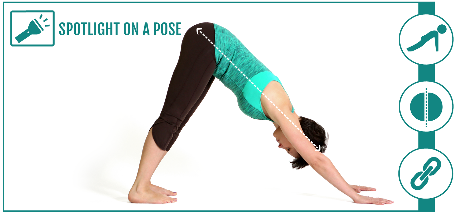 Downward facing dog: alignment, release valves and adaptations ...