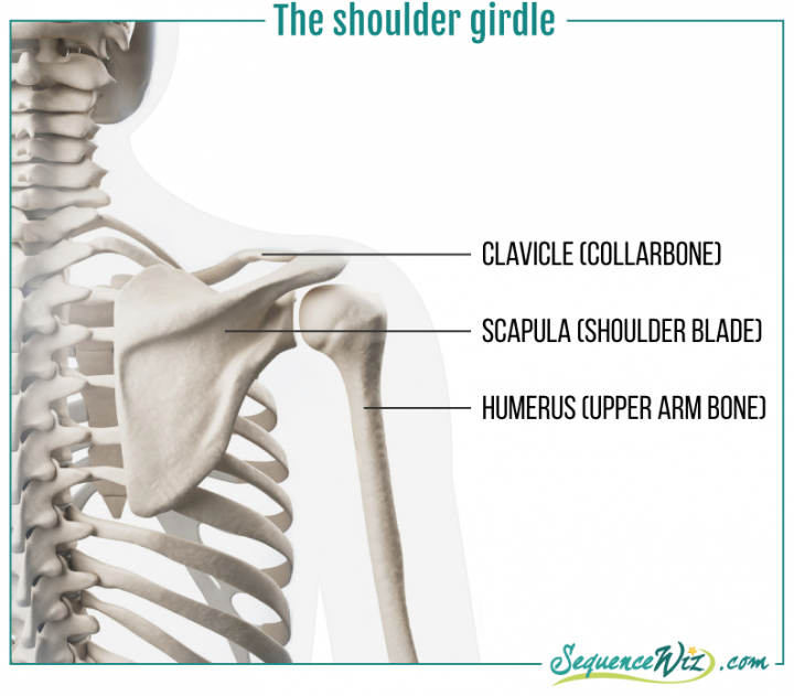 Three ways to protect your shoulders in your daily life and yoga ...