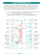 Actions of the Autonomic Nervous System