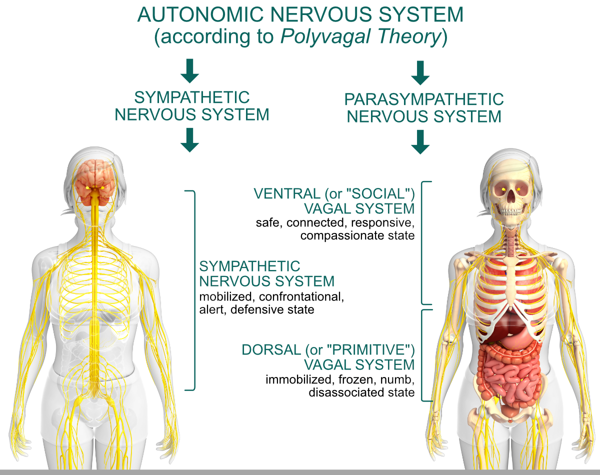 Polyvagal Theory