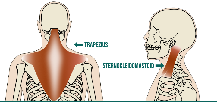 https://sequencewiz.org/wp-content/uploads/2019/10/Neck-Muscles.png