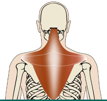 What could possibly be going on with your neck? Three main reasons for ...