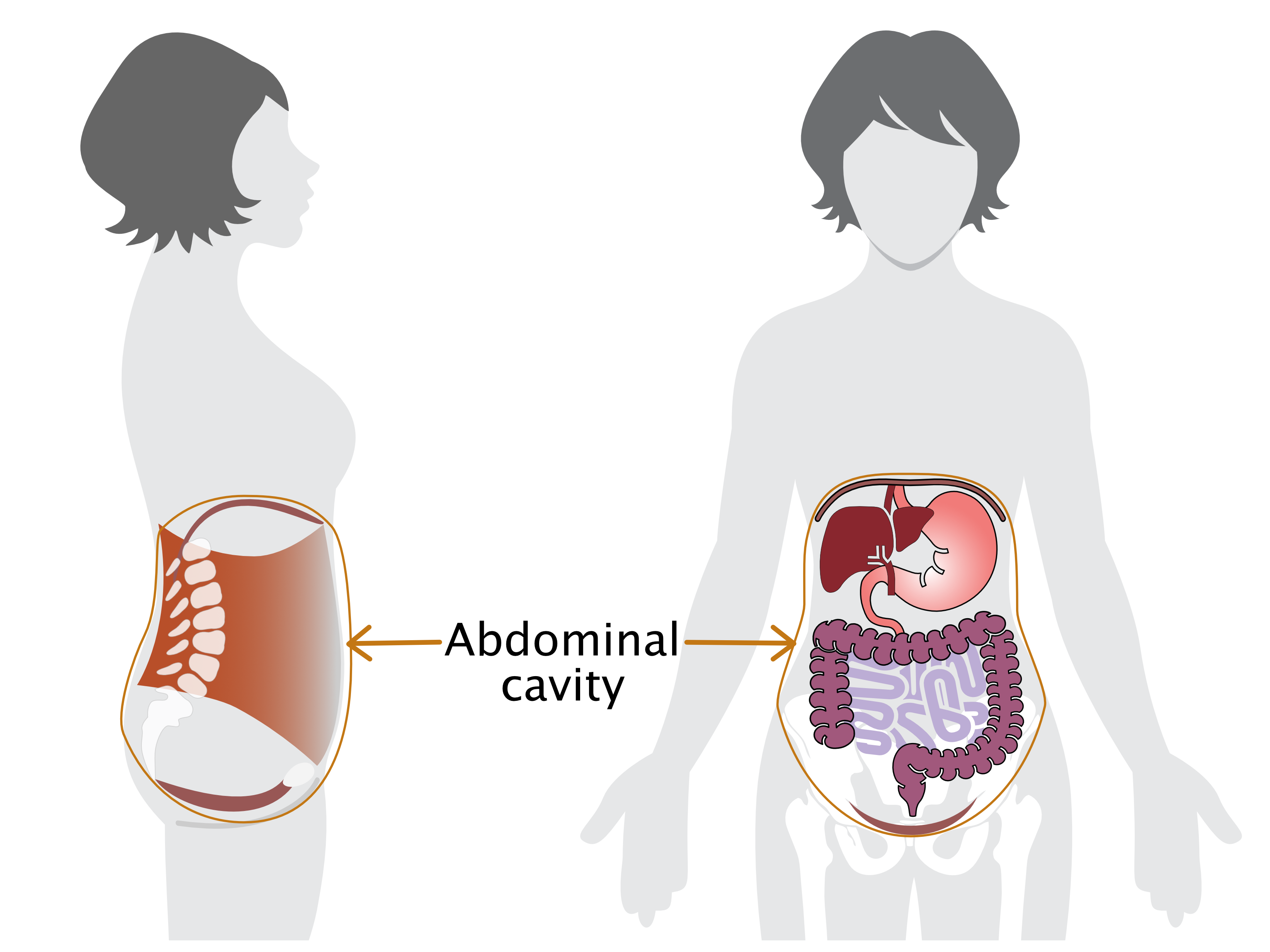 Abdominal Cavity Anatomy And Physiology