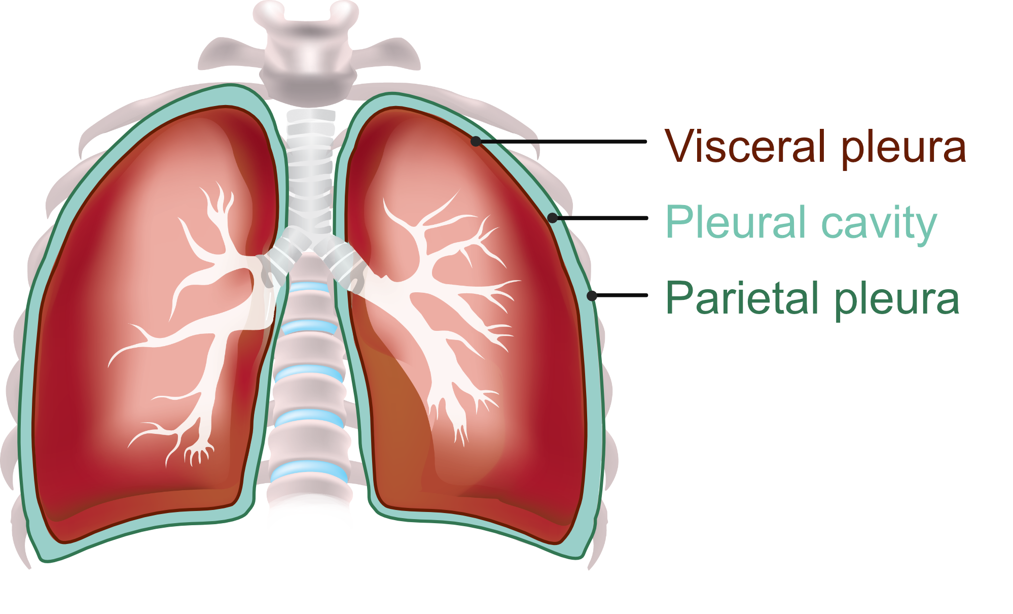 Pleural Space Spine Pleural Cavity AIWUHP