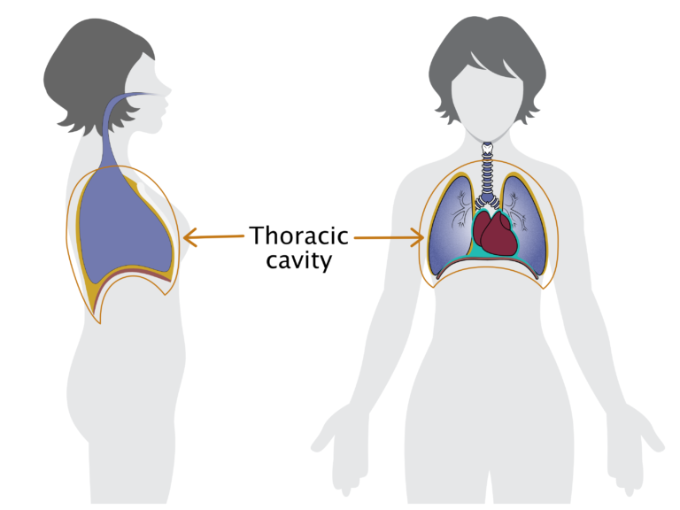 thoracic-cavity-sequence-wiz