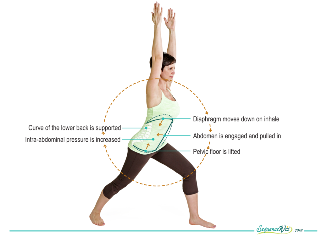 Dual roles of your diaphragm and why they are essential in your yoga  practice - Sequence Wiz