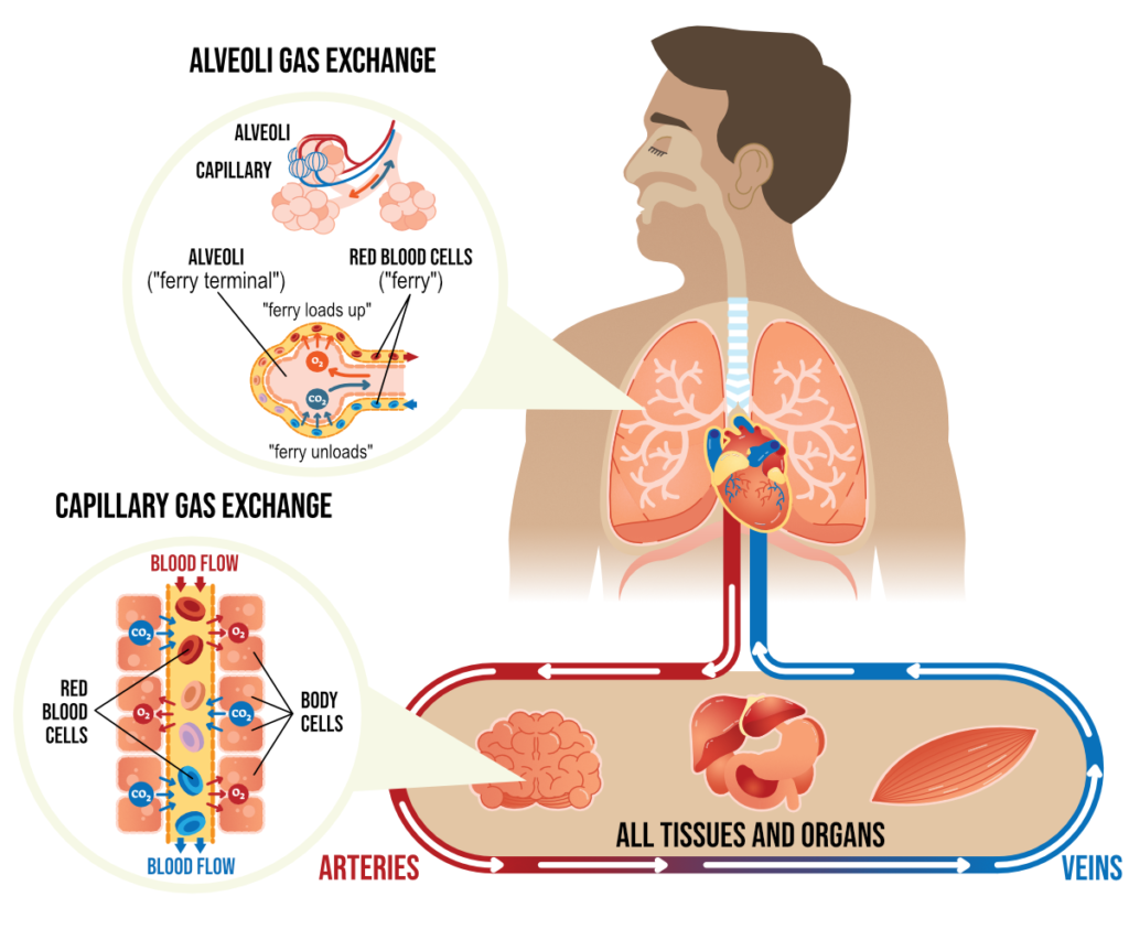 how-is-oxygen-and-carbon-dioxide-transported-in-human-beings-cbse