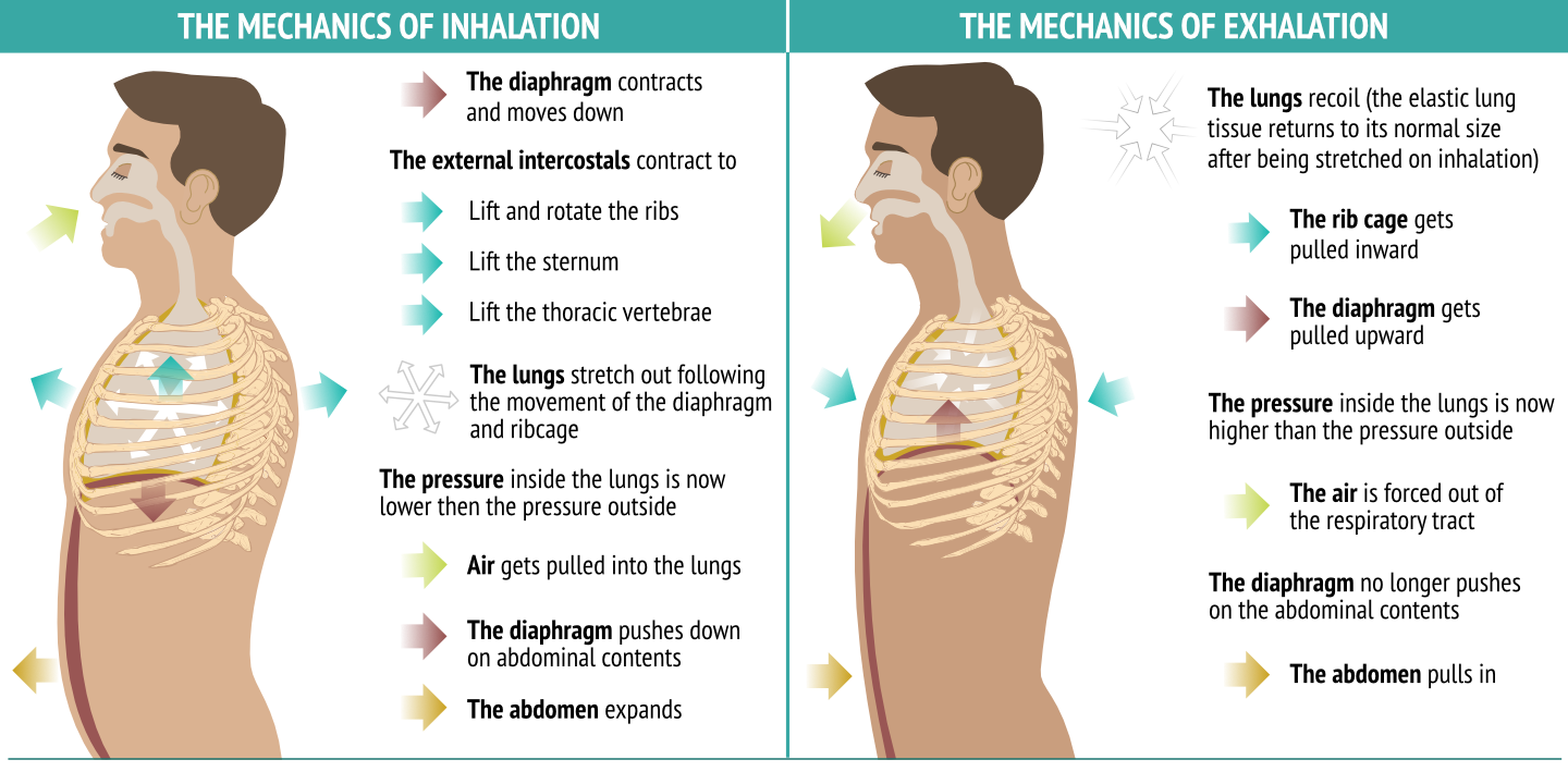 Mechanics of inhalation_exhalation Sequence Wiz