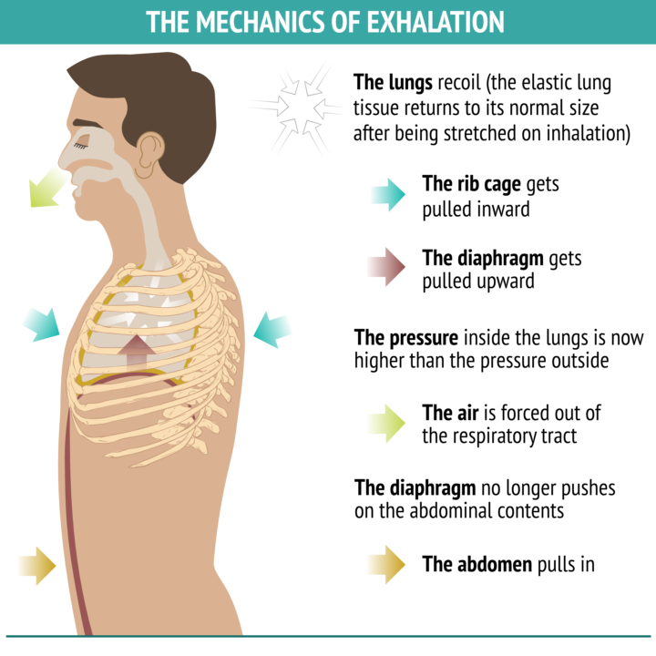 The Mechanics Of Exhalation And The Preferred Way To Exhale In Yoga ...