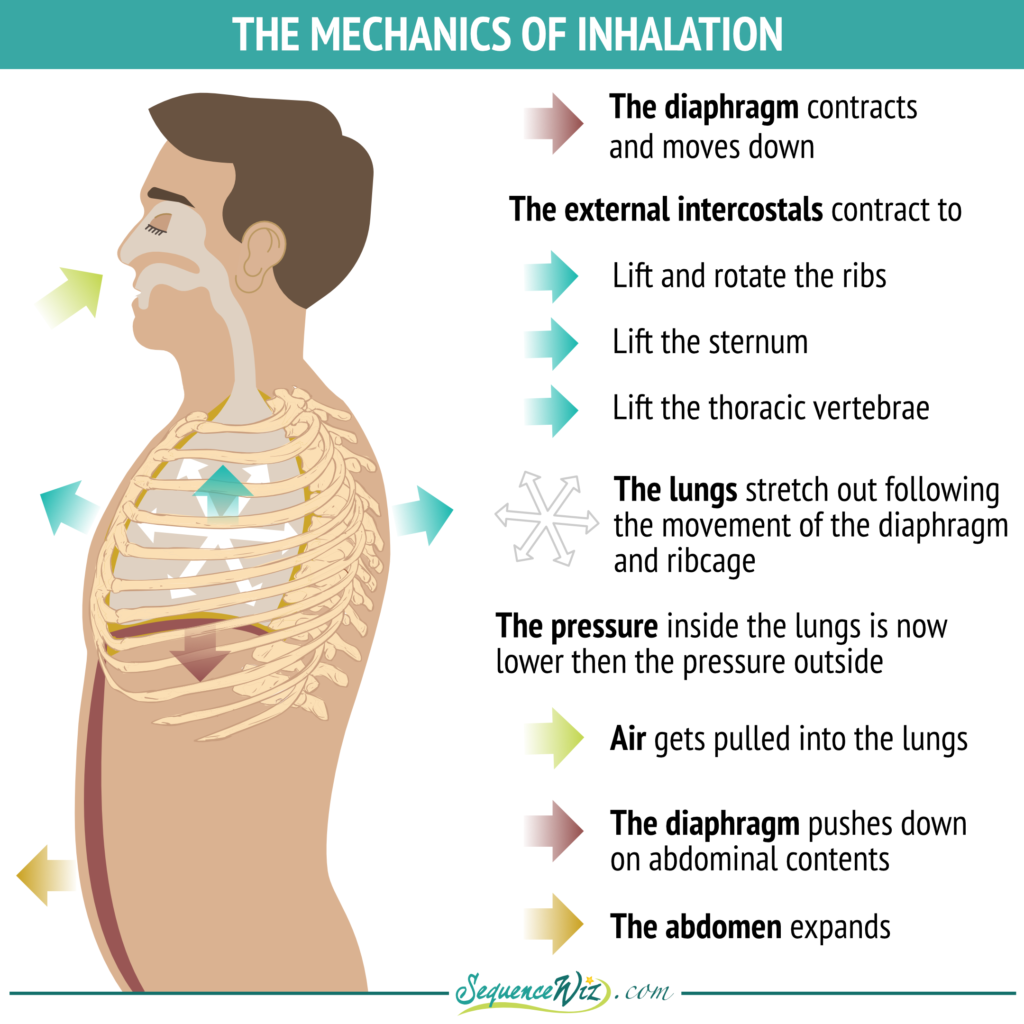 During exhalation the diaphragm relaxes and moves? Explained by FAQGuide