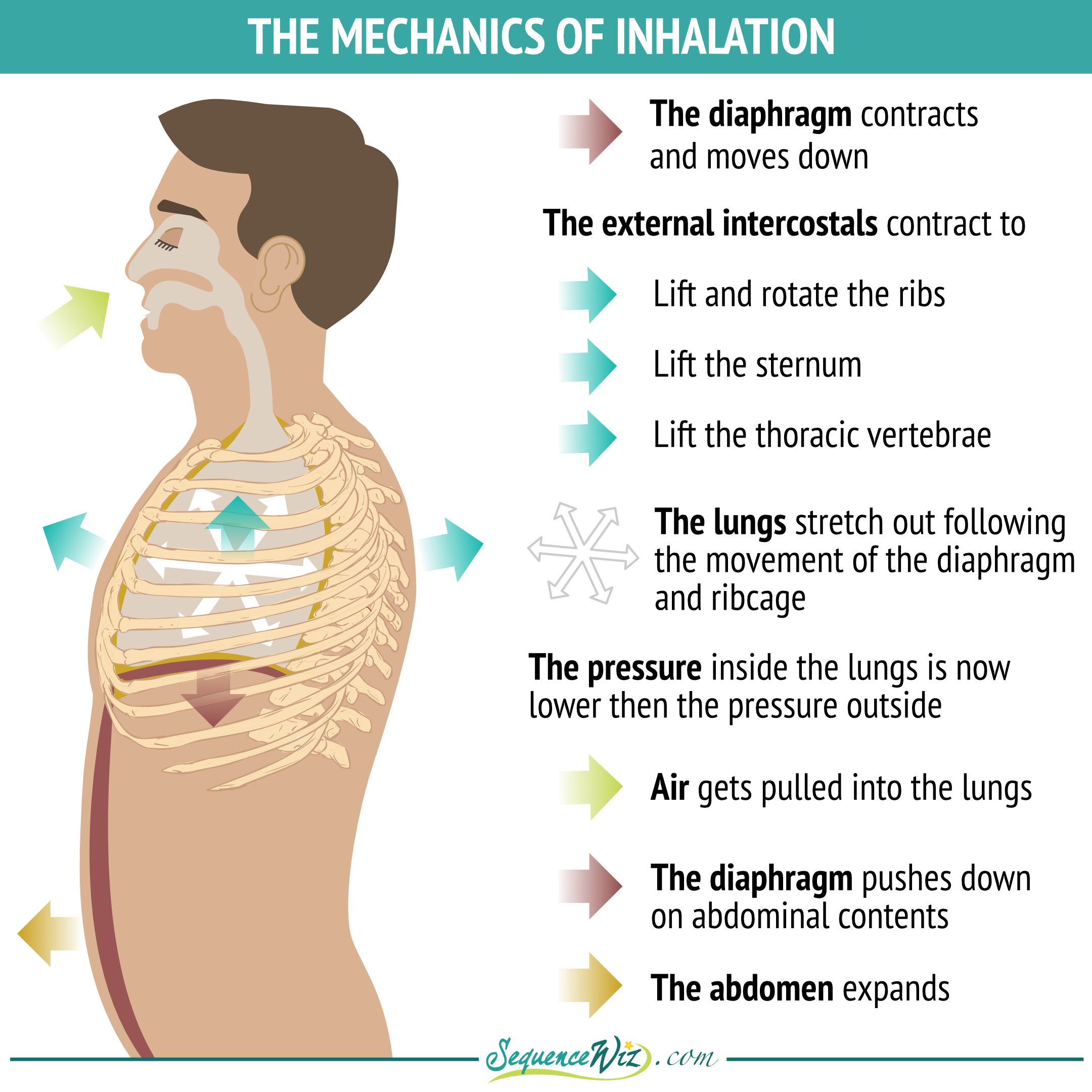 the mechanics of inhalation Sequence Wiz