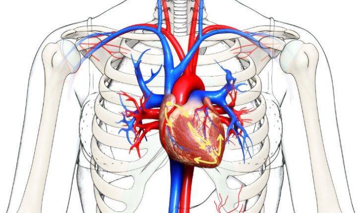 The mighty heart: How your circulatory system nourishes every cell in ...